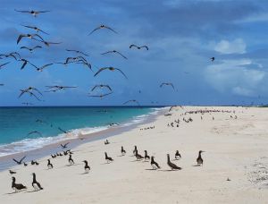 Photo of a beach with many shore birds walking along the beach and flying overhead.